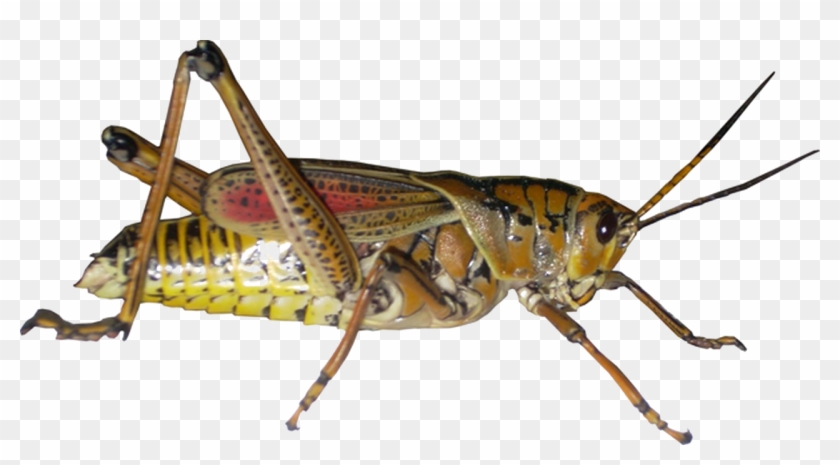 Grasshopper Png Picture - Dorsal And Ventral Of Insect Clipart #1547284