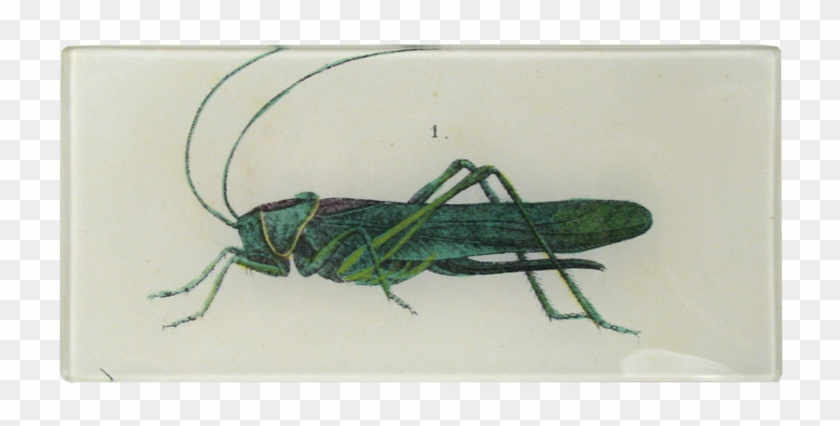 Grasshopper Clipart #1547361