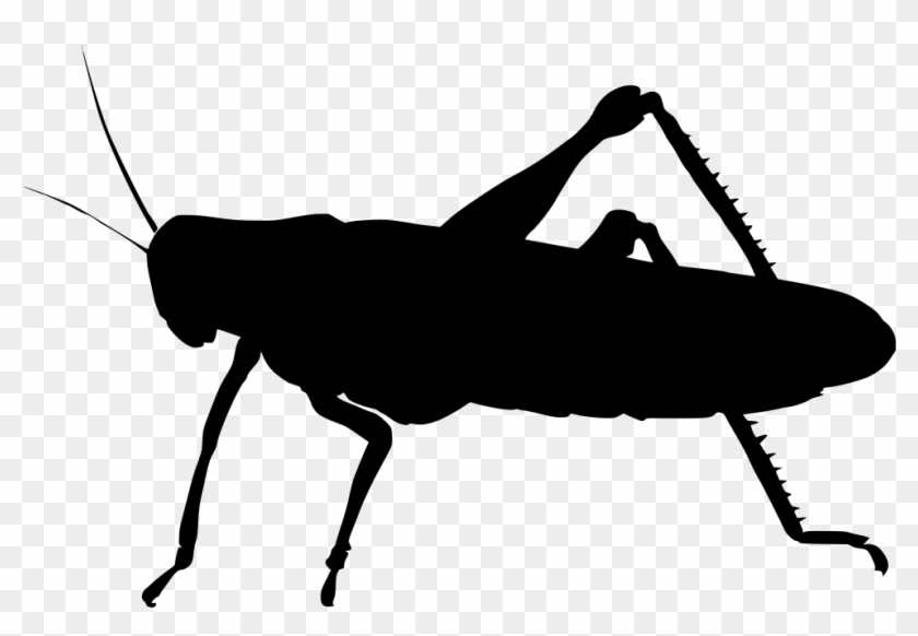 Download Png - Vector Belalang Clipart