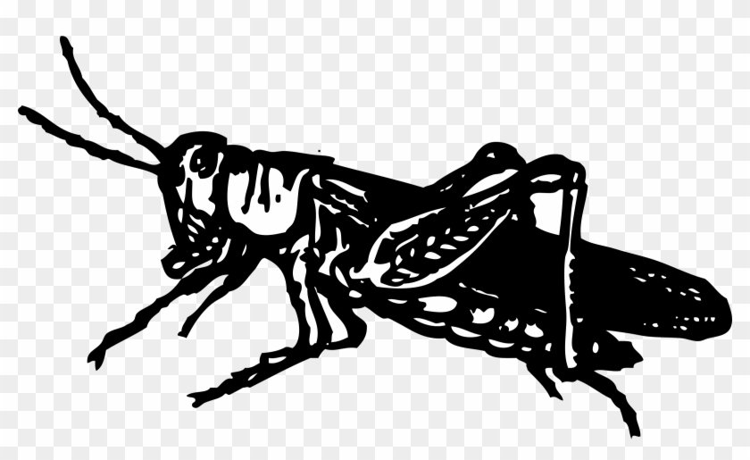 Big Image - Grasshopper Clip Art - Png Download #1547847