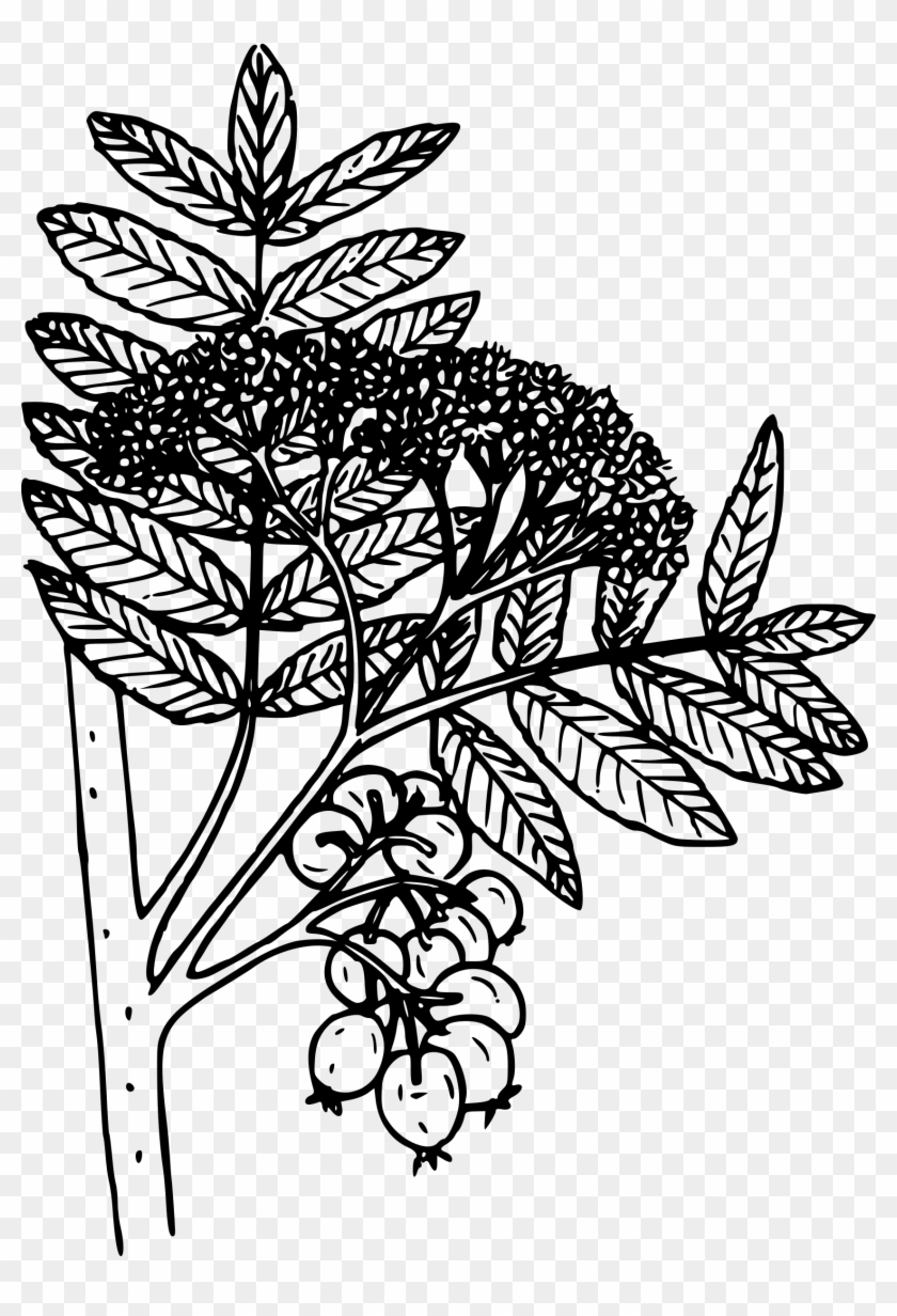 This Free Icons Png Design Of Mountain Ash Clipart