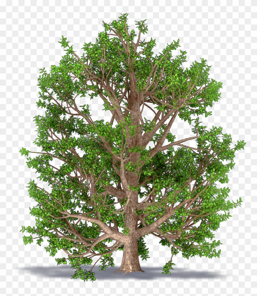 Ash Monophyllous - American Larch Clipart #1549218