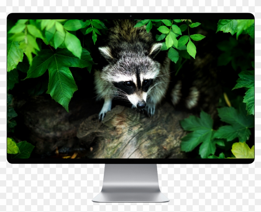 Raccoon Clipart #1549254