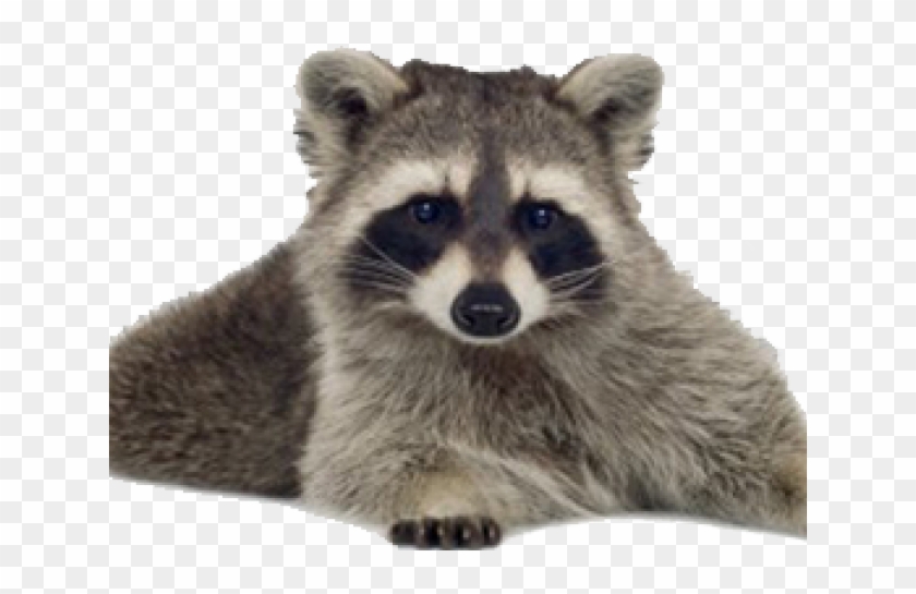 Raccoon Clipart