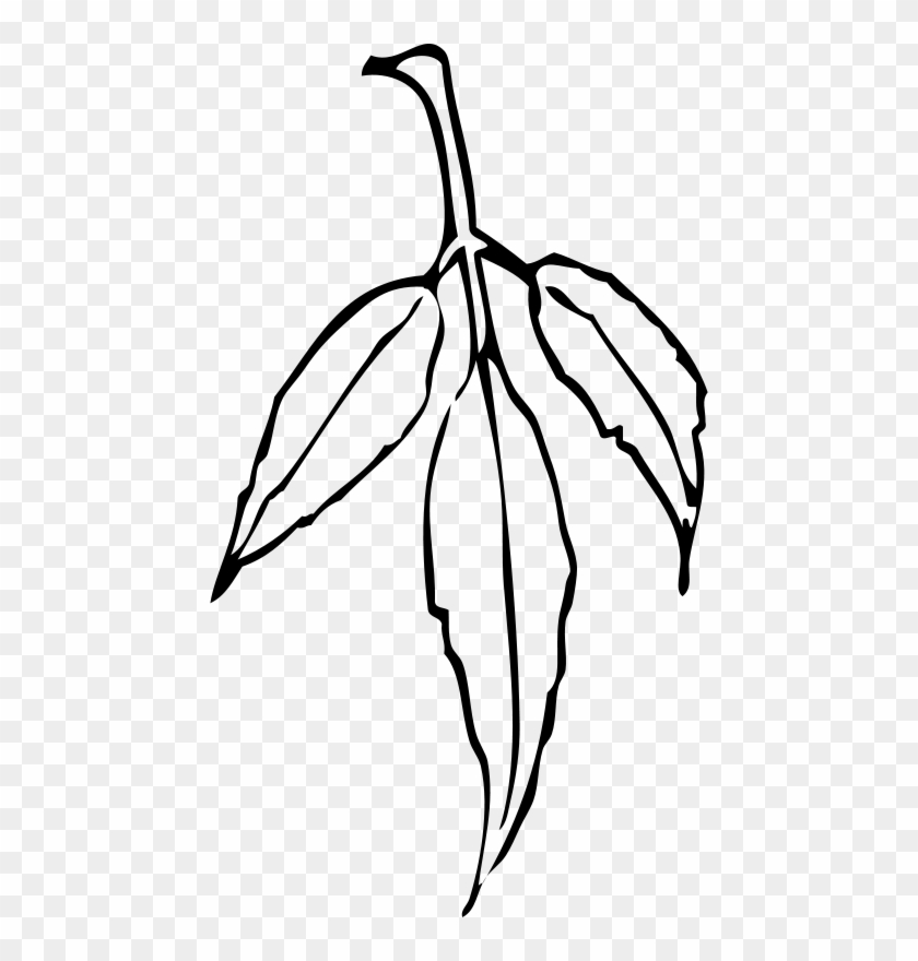 Gum Leaf Clip Art - Png Download