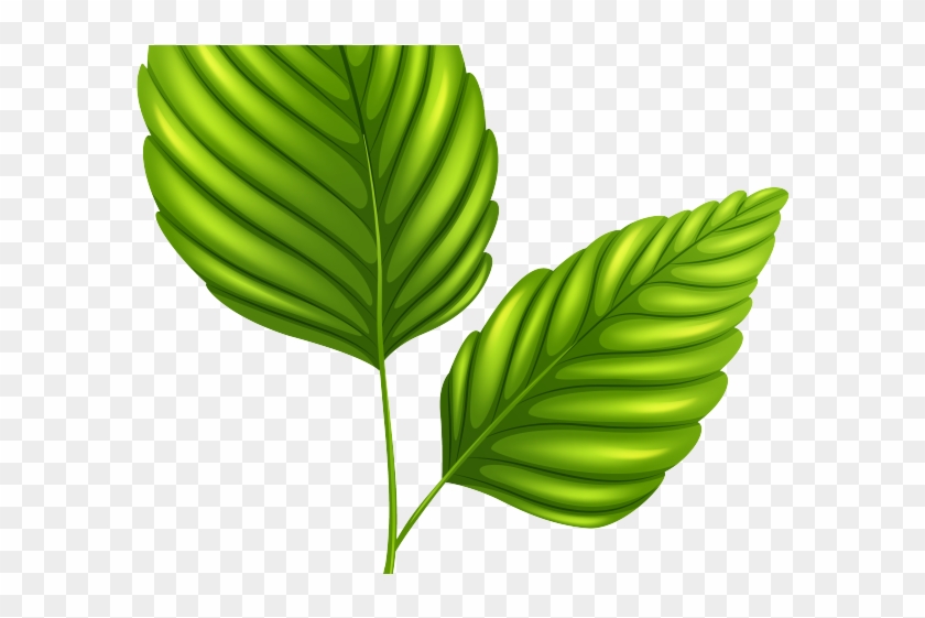 Green Leaves Clipart Outline - Clip Art - Png Download #1551937