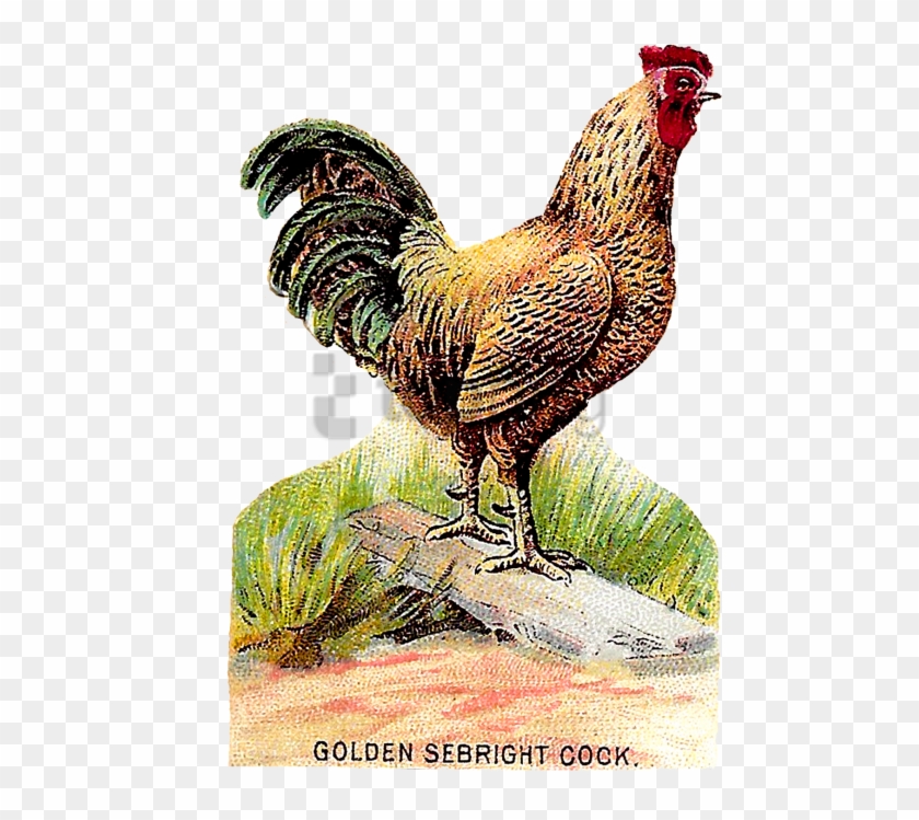 Free Png Download Chicken Wing Antique Illustration - Chicken Wing Antique Illustration Clipart #1553391