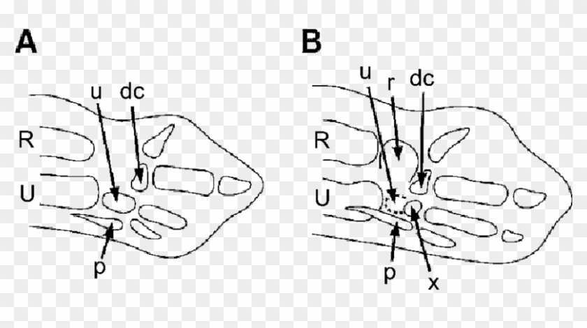 Embryonic Chicken Wing Bud At - Drawing Clipart #1553707