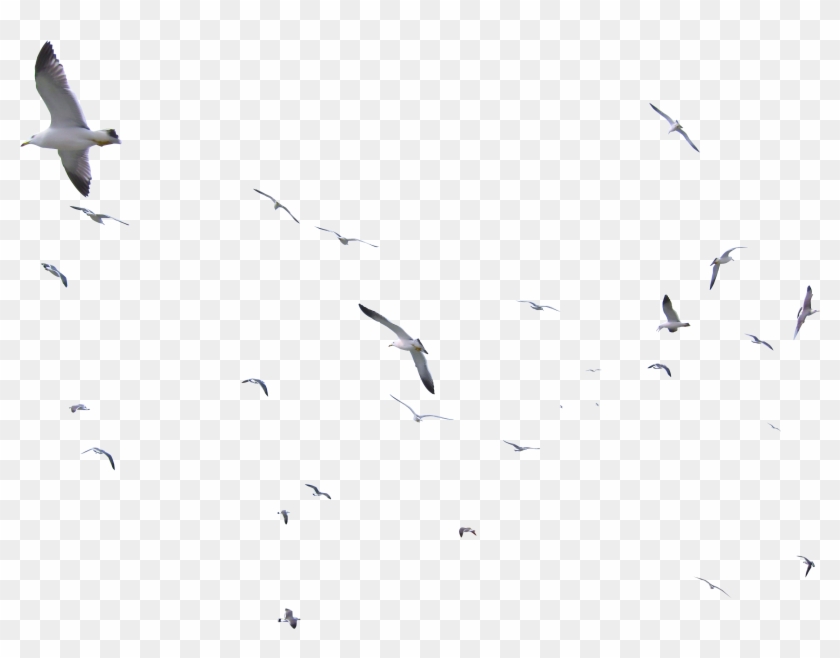 Sea Gulls - Flock Clipart