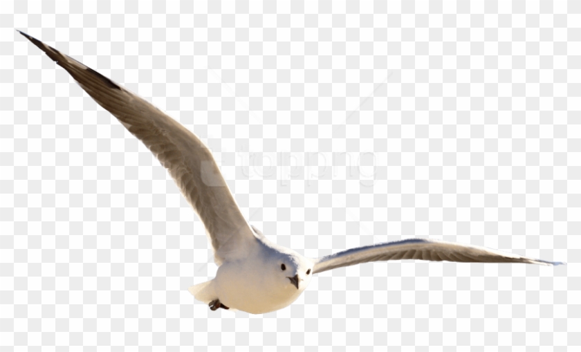 Free Png Download Gull Bird Png Images Background Png - Transparent Background Birds Png Hd Clipart #1554374