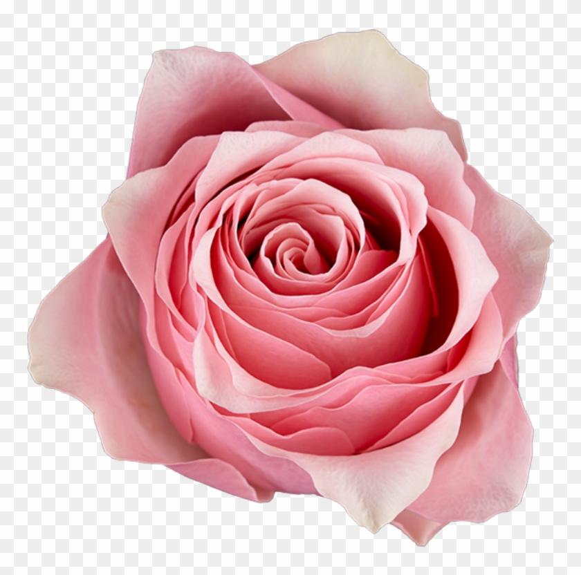 A - Floribunda Clipart #1554474