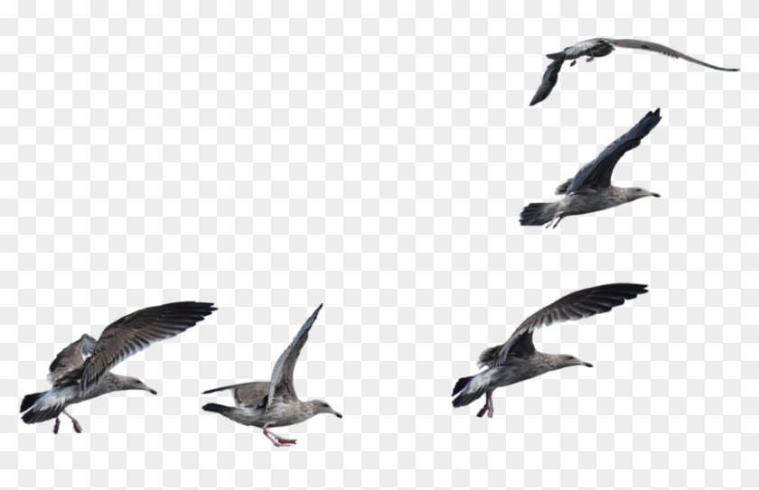 Seagulls Flying Transparent , Png Download - Flock Of Seagulls Png Clipart #1554506