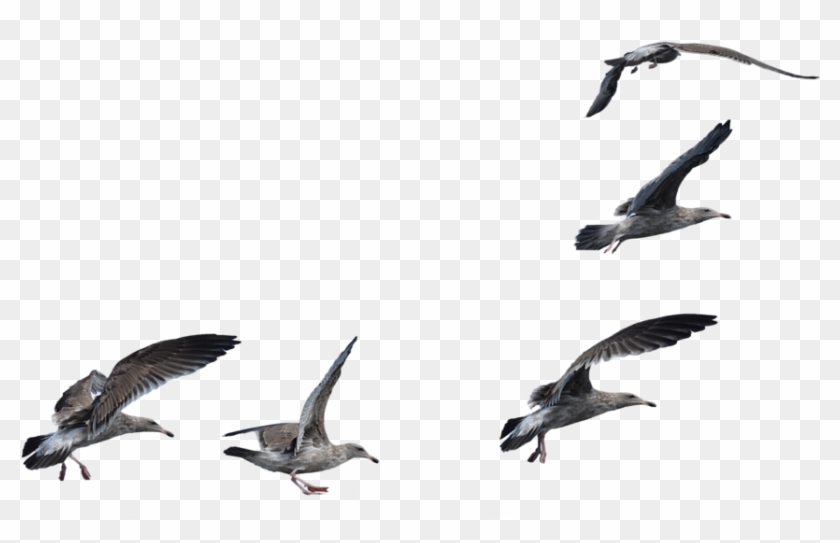 Seagulls Flying Transparent , Png Download - Flock Of Seagulls Png Clipart