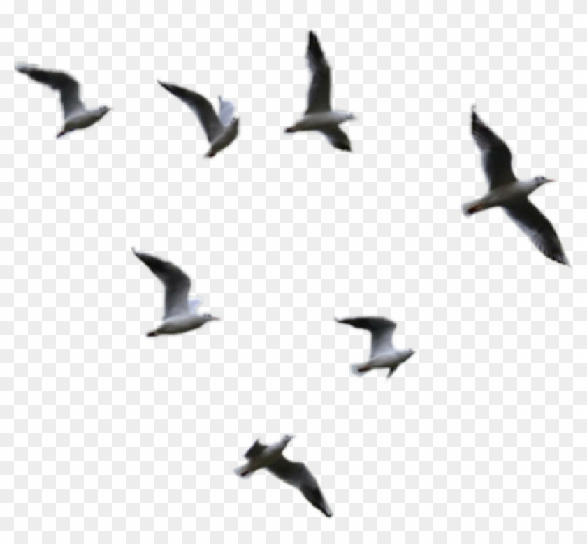 Seagulls Sticker - Transparent Birds Flying Png Clipart