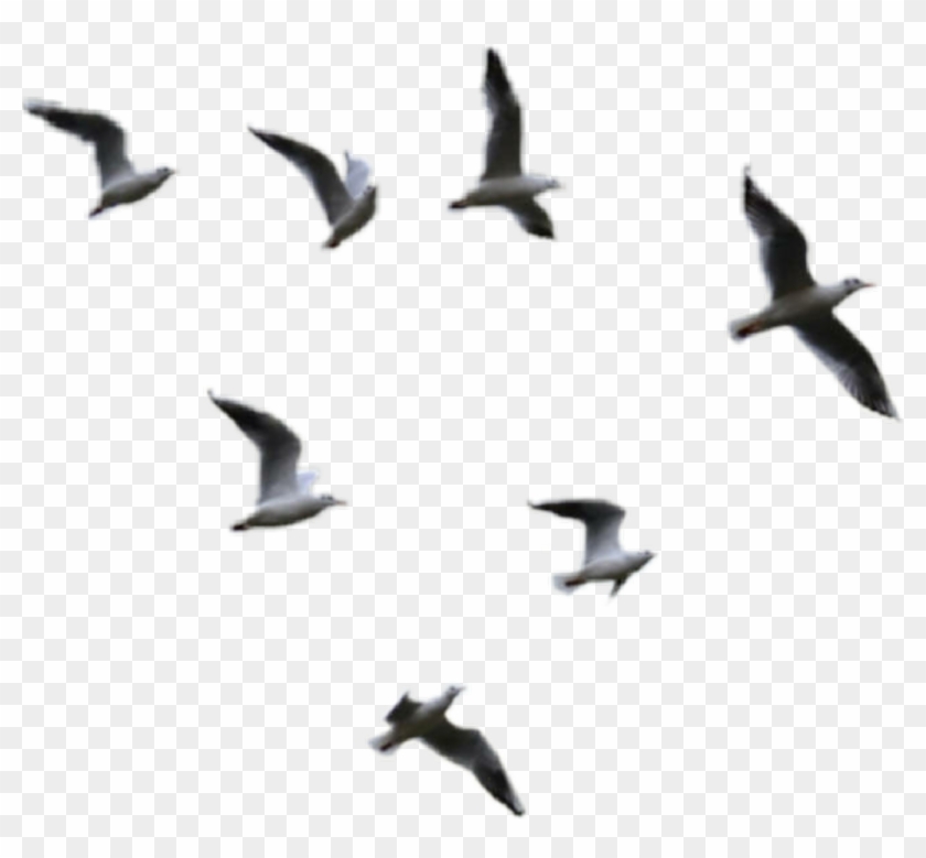 Seagulls Sticker - Transparent Birds Flying Png Clipart #1554544