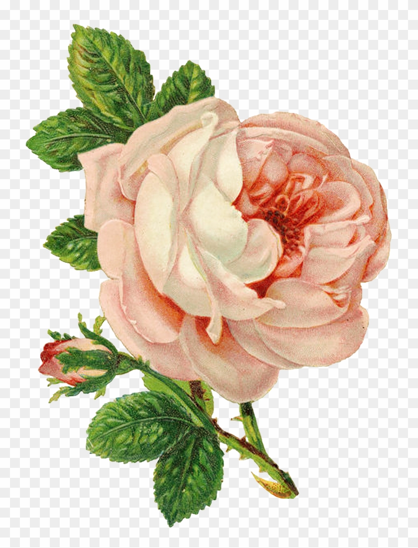 "the Rose Speaks Of Love Silently, In A Language Known - Vintage Flower Drawing Png Clipart