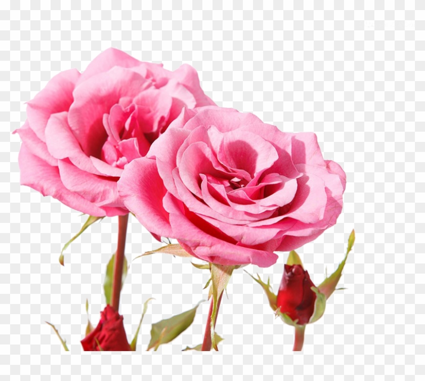 Beautiful Pink Roses - Beautiful Pinkrose Flowers Clipart #1554677