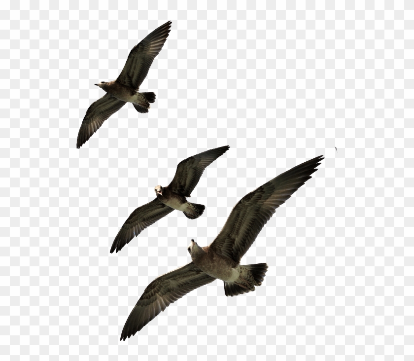 Seagulls-flying - Seabird Clipart #1554749