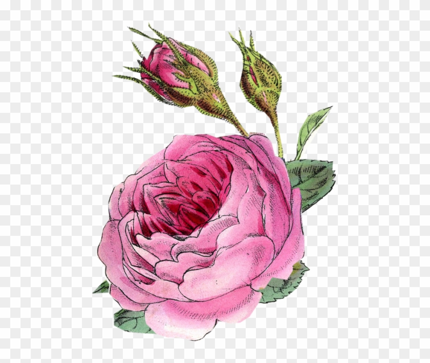Vintage Rose Scrap Vintage Floral, Vintage Flowers, - Persian Buttercup Clipart #1554883