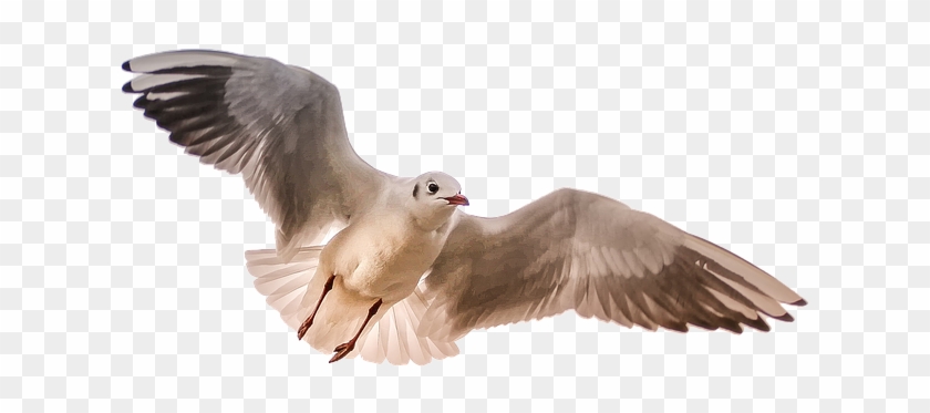 Gull, Sea, Bird, Wing - 3 Seres Vivos Autotrofos Clipart #1554963