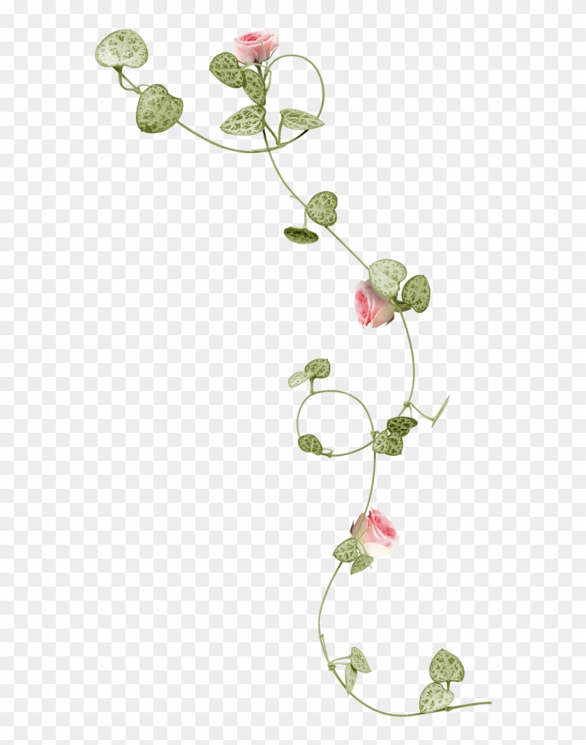 Flower Png - Rose Vine Png Clipart #1554993