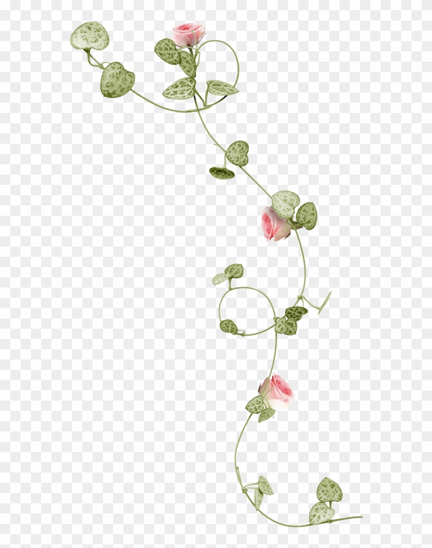 Flower Png - Rose Vine Png Clipart (#1554993) - PikPng