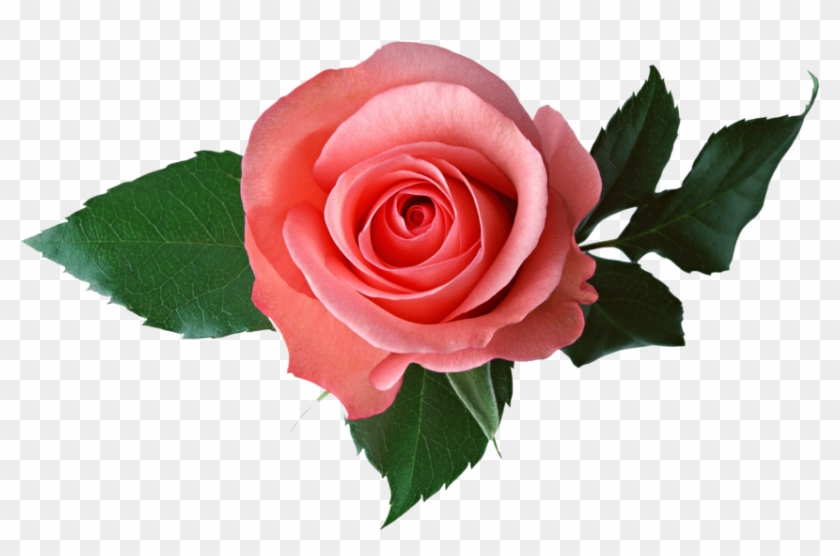 Pink Rose - Transparent Background Roses Transparent Clipart #1555029