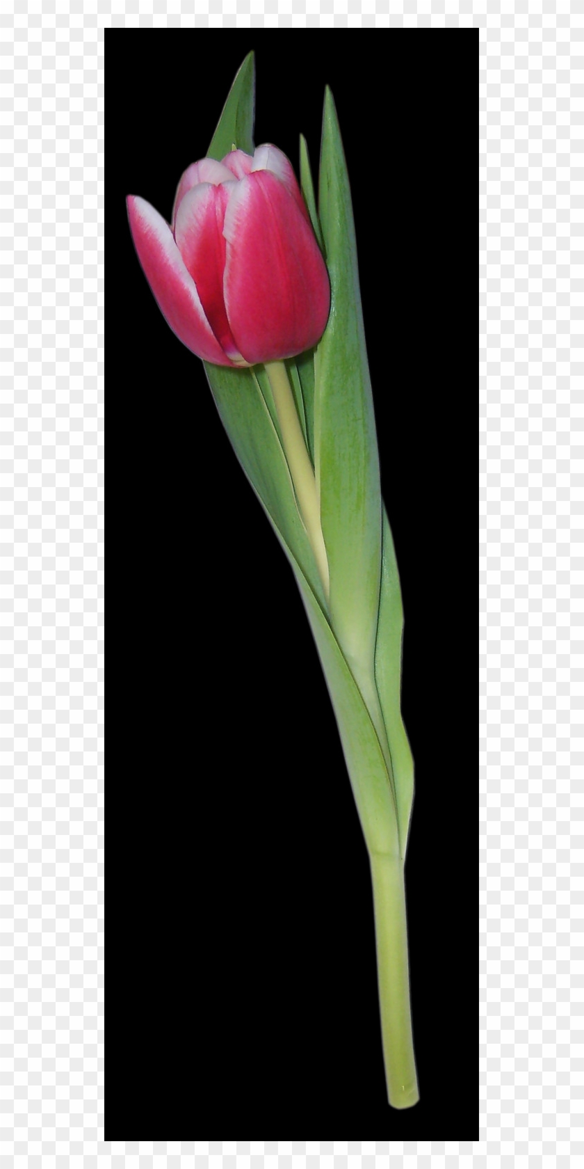 Tulip, Free Pngs - Sprenger's Tulip Clipart #1555062
