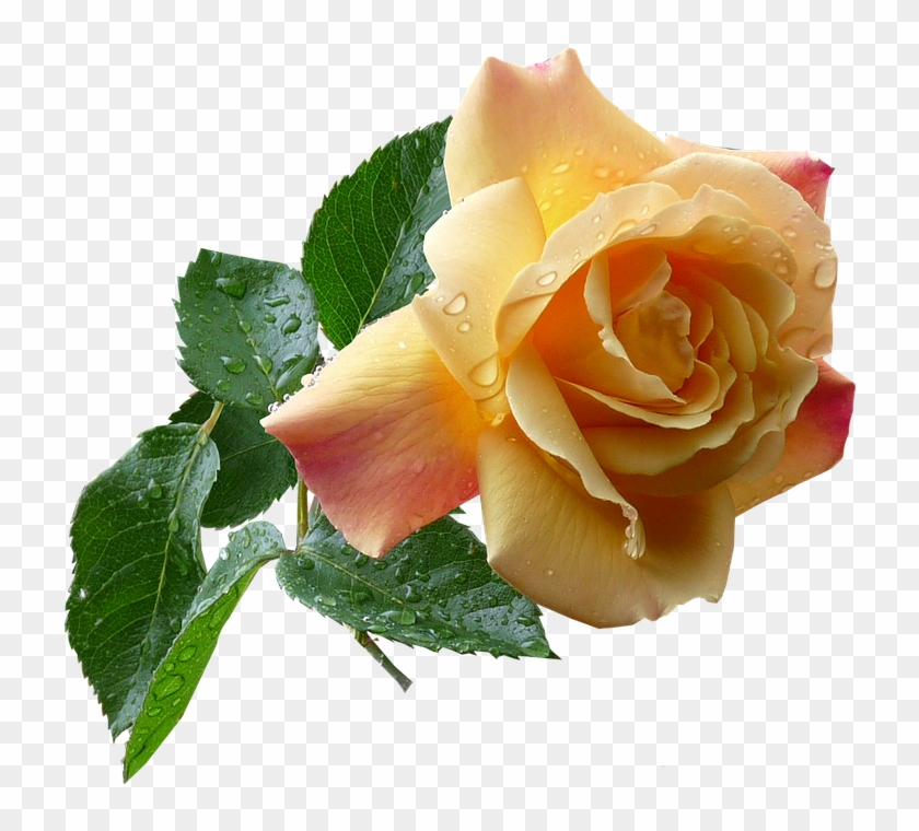 Flower Png Images - Yellow Rose Clipart #1555091