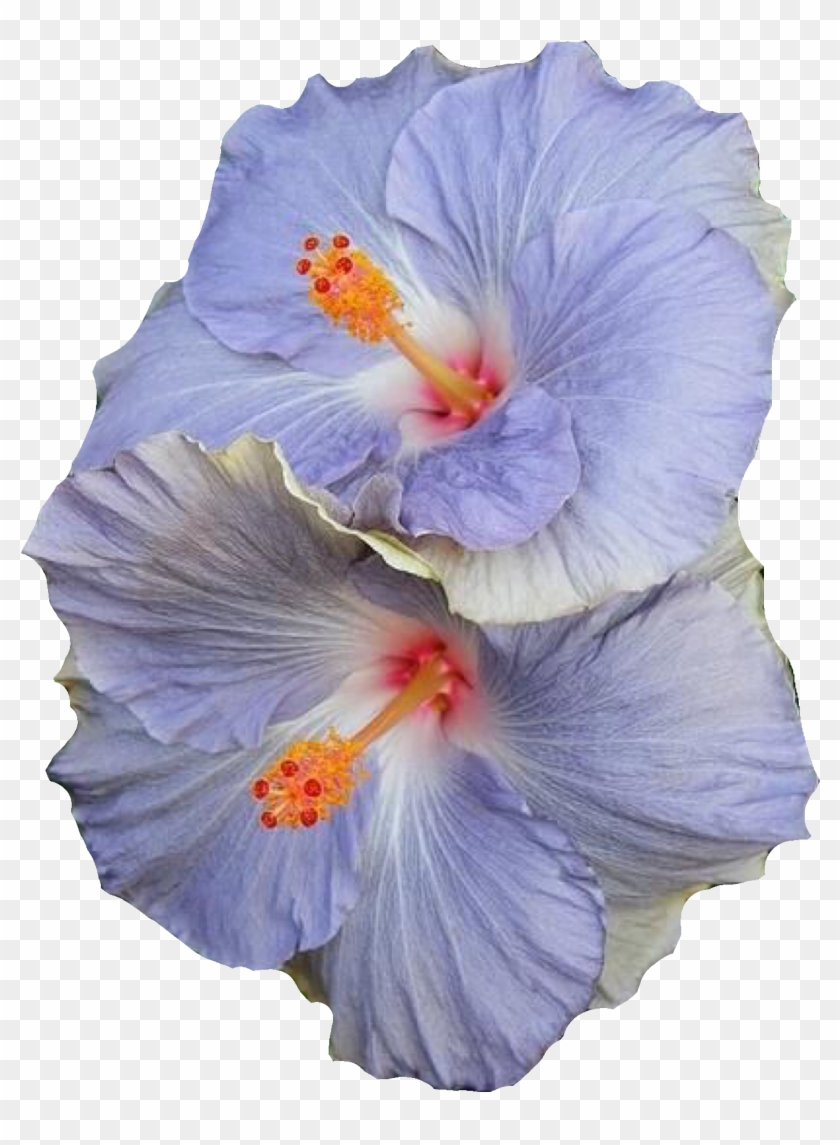 Blue Flowers Polyvore Moodboard Filler Blue Flowers, - Blue Hibiscus Flowers Clipart
