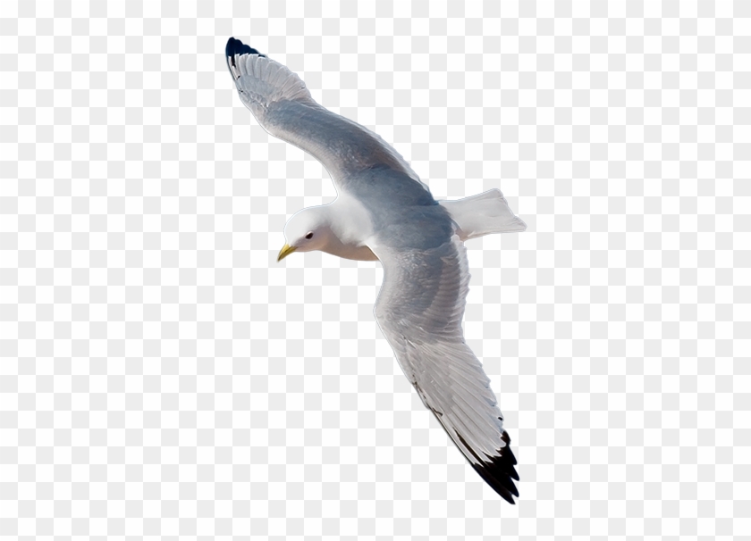 Kittiwake Png Clipart