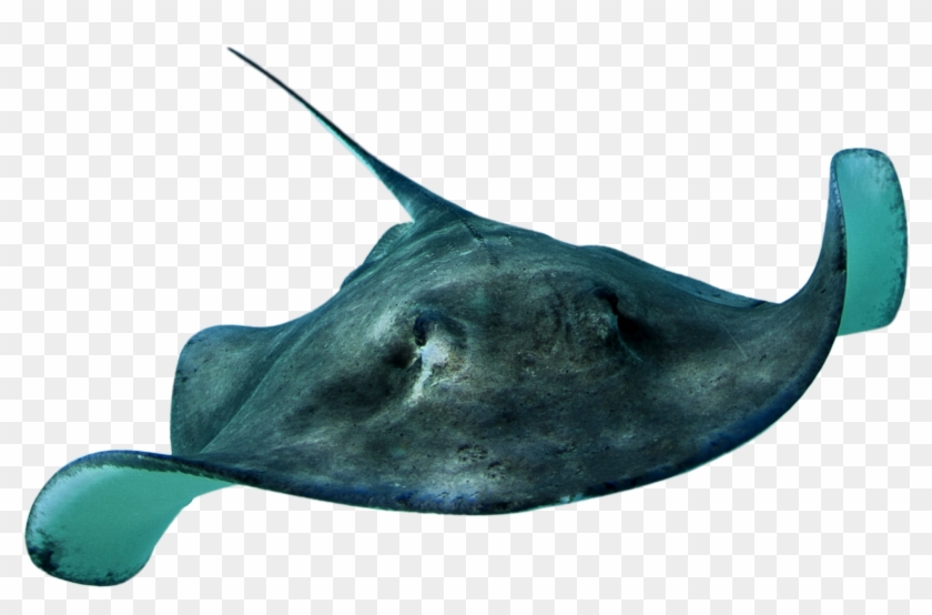 Sting Ray - Ray Fish Png Clipart #1555455