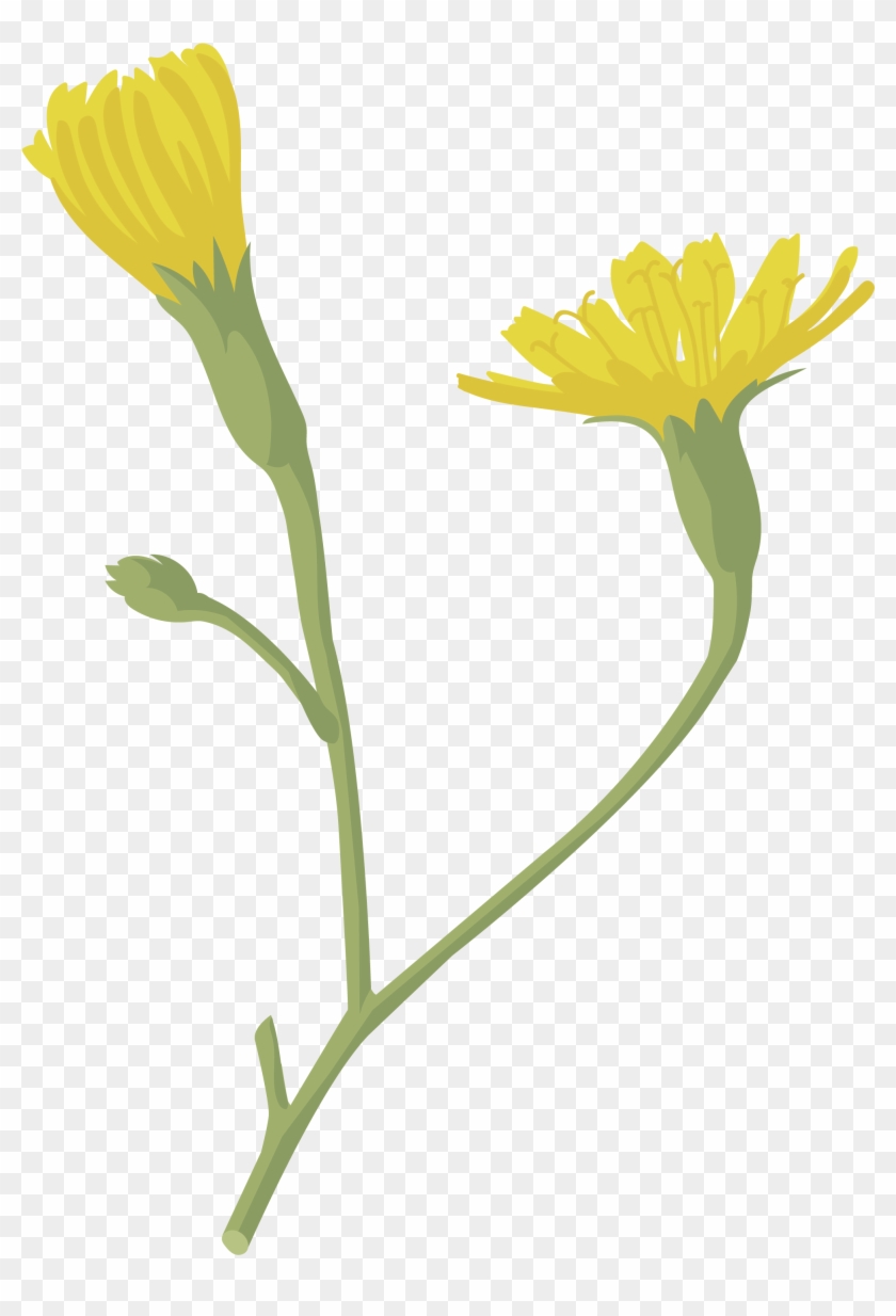 Lechugón - English Marigold Clipart