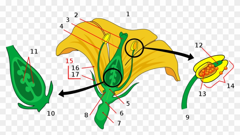 Flor - Parts Of A Flower Clipart