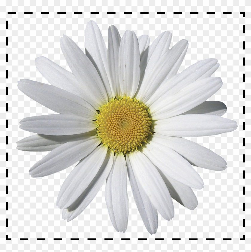 Camomile Png Clipart #1557113