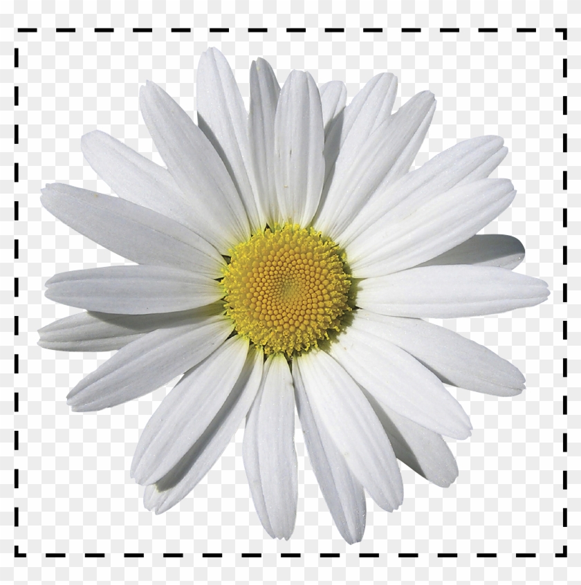 Camomile Png Clipart