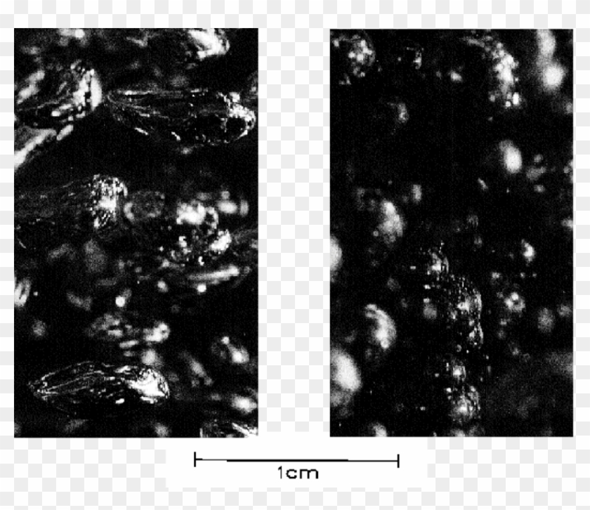 Bubbles With A Mobile Interface In Water , Made Rigid - Monochrome Clipart #1557557