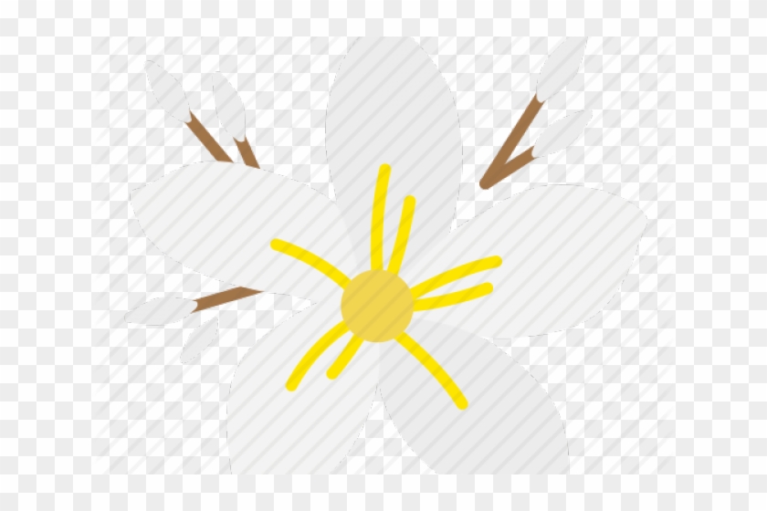 Frangipani Icon Png Clipart #1559381