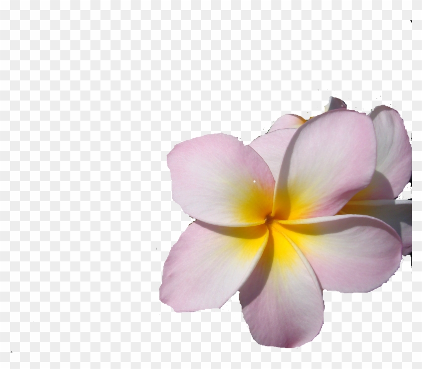 Frangipani Clipart