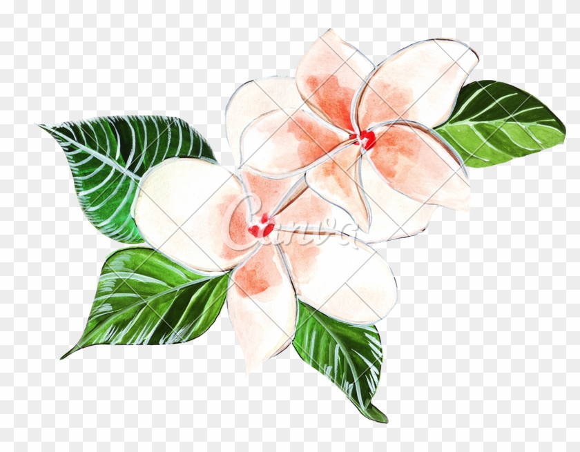 Plumeria Clipart Painting - Plumeria Transparent - Png Download