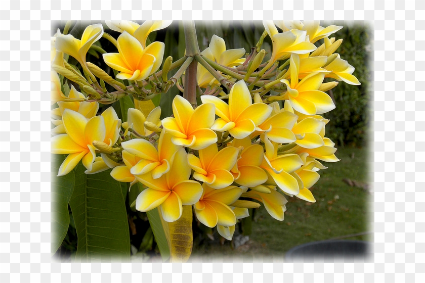 Wild Things Grow - Frangipani Clipart #1559847