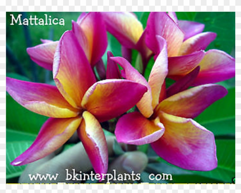 Plumeria " Mattalica " - Frangipani Clipart