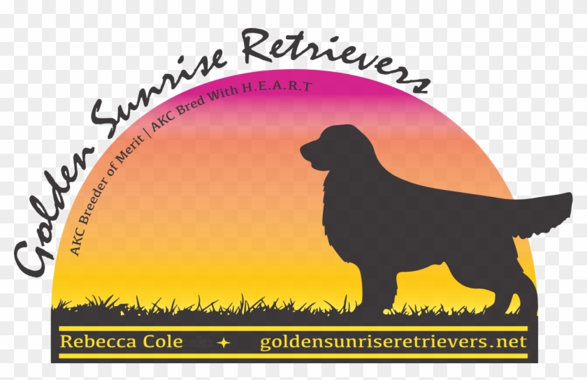 ﻿international National Honors Championriver Rock Steadmor's - Golden Retriever Clipart #1564117