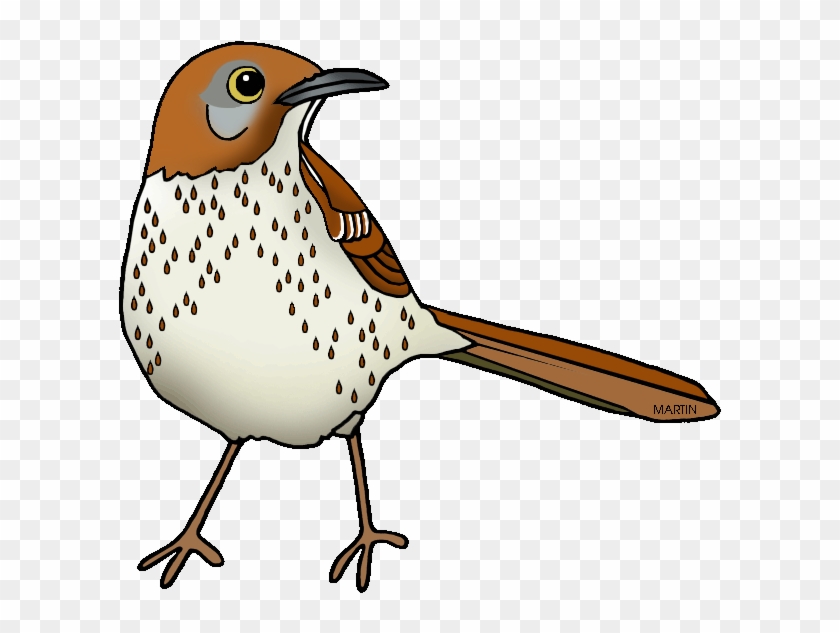 Georgia State Bird - Georgia Bird Brown Thrasher Clipart #1564206