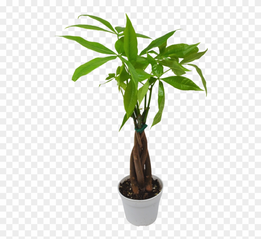 Money Tree 'guiana Chestnut' Clipart
