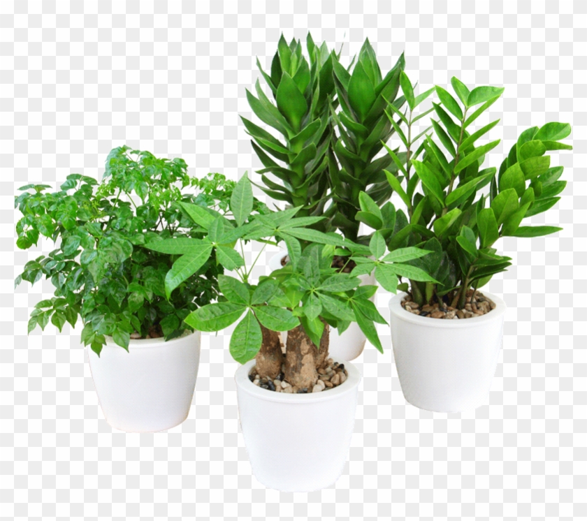 Rich Bamboo Water Hydroponics Plant Azalea Flower Big - Flowerpot Clipart