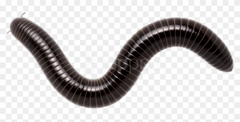 Free Png Download Giant Scrub Millipede Png Images - Millipede Transparent Clipart