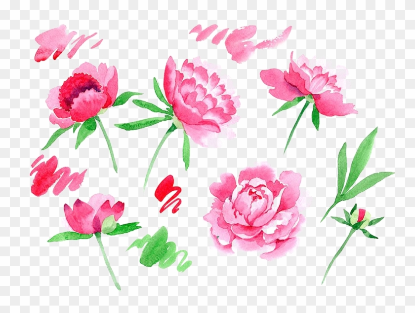 Peonies Png Image - Common Peony Clipart #1570540