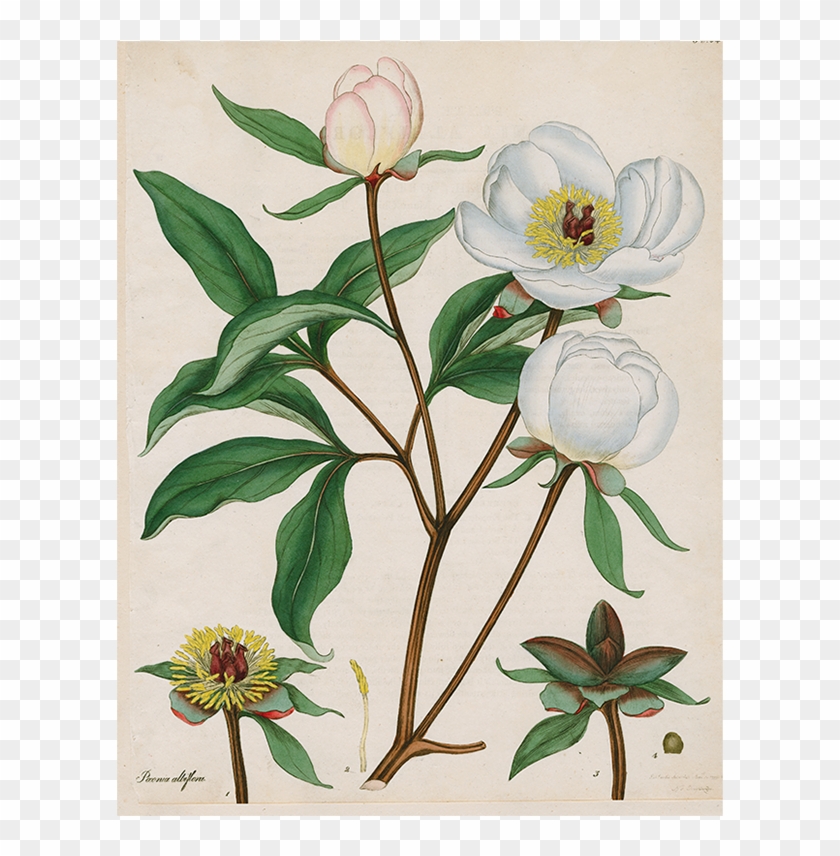 Chinese Peony Clipart #1571102