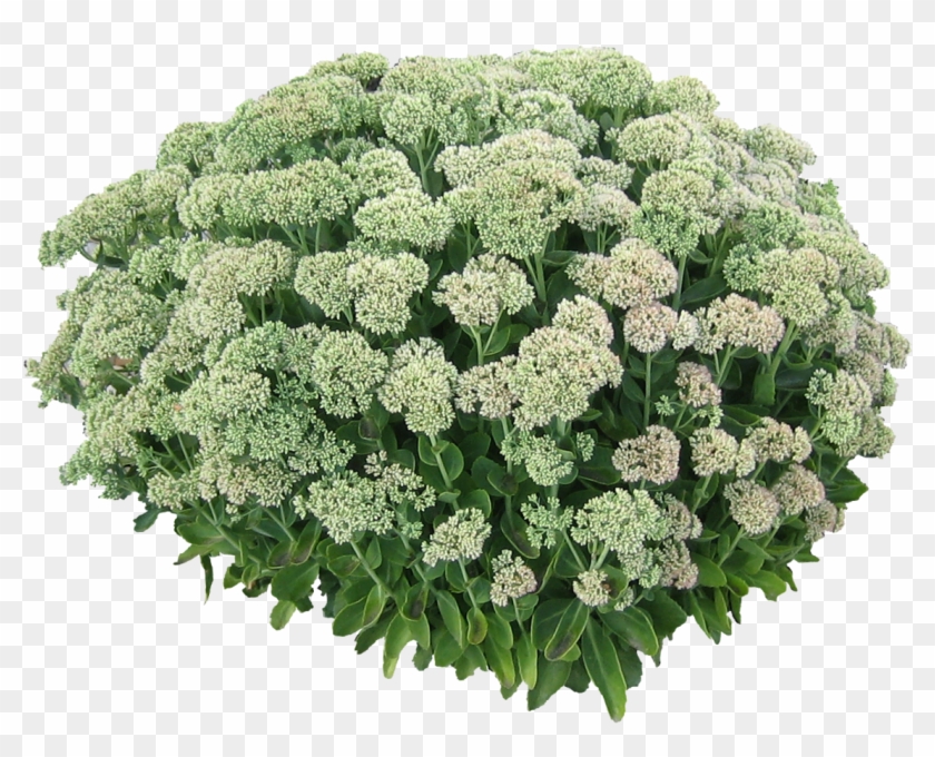 Transparent White Flower Bush - White Flower Bush Png Clipart